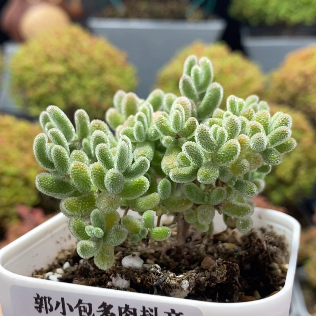 优选冰晶0879枝干番杏