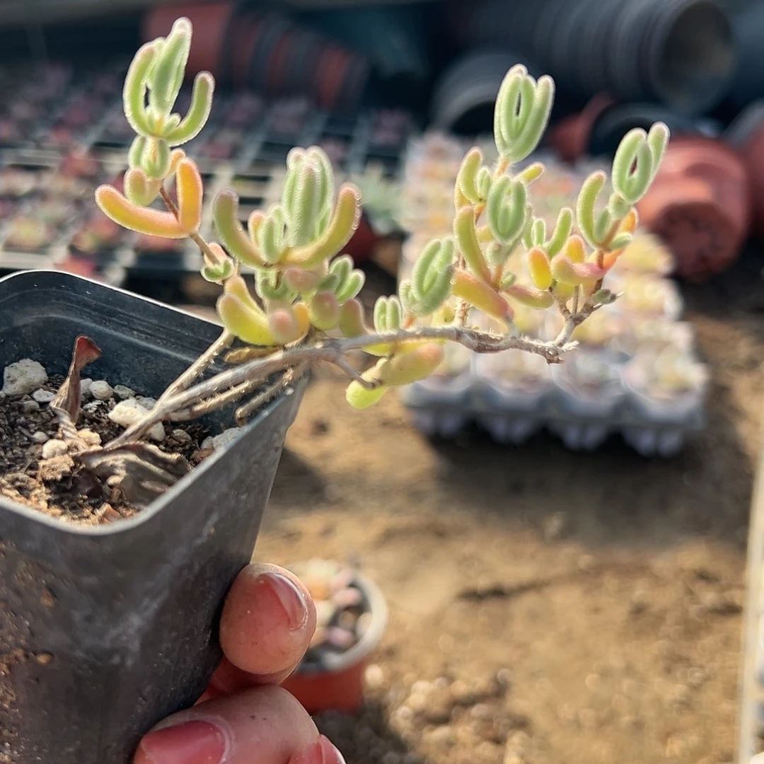 多肉植物多肉植物