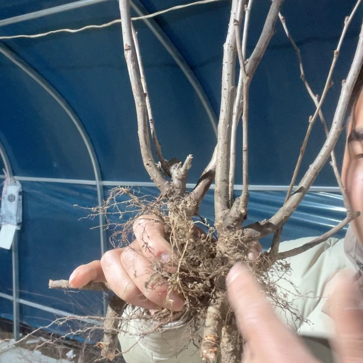 原生世界一号海棠花一颗