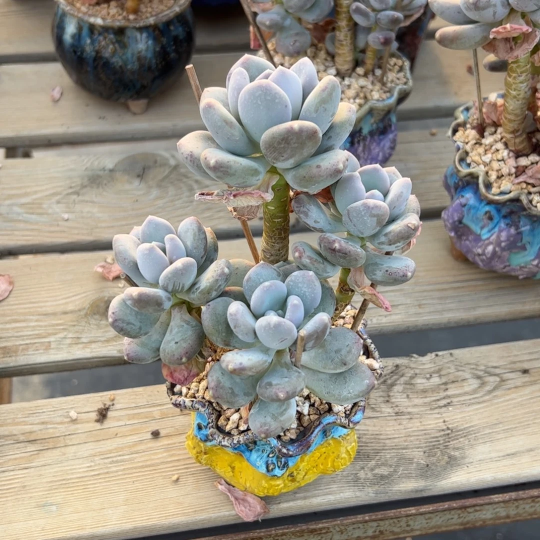 咖啡美人18 零零多肉植物