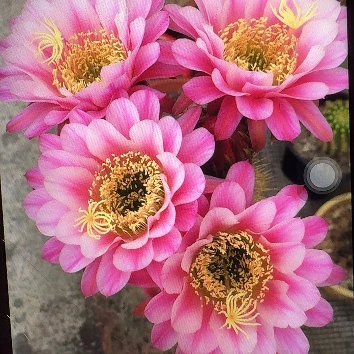 紫罗兰之眼侧芽5公分左右毛花柱（20包邮）
