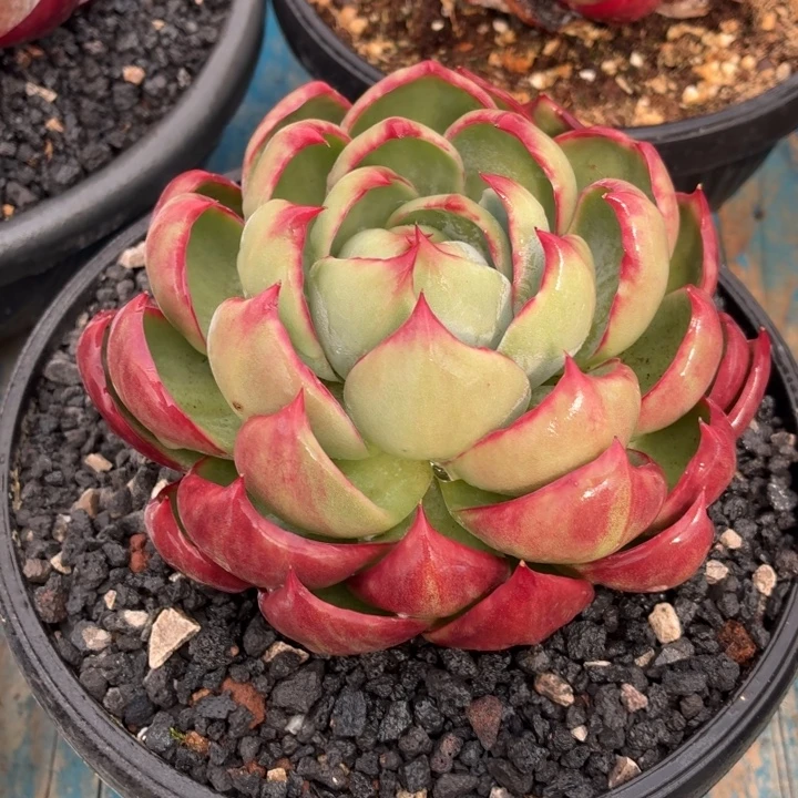 多肉植物惊鸿仙子