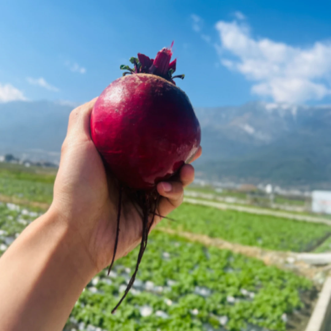 5～7个月生长周期 yao食同源宝藏生态有机甜菜根——生命之根（5斤装）