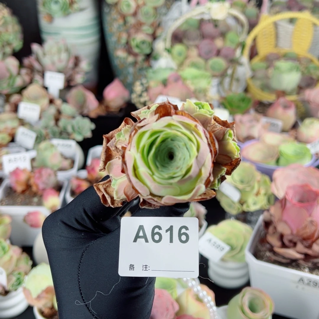 616水蜜桃群。   一物一拍