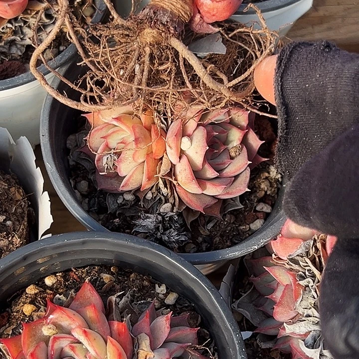 蕾***冉  十盆    艾格丽亚玫瑰