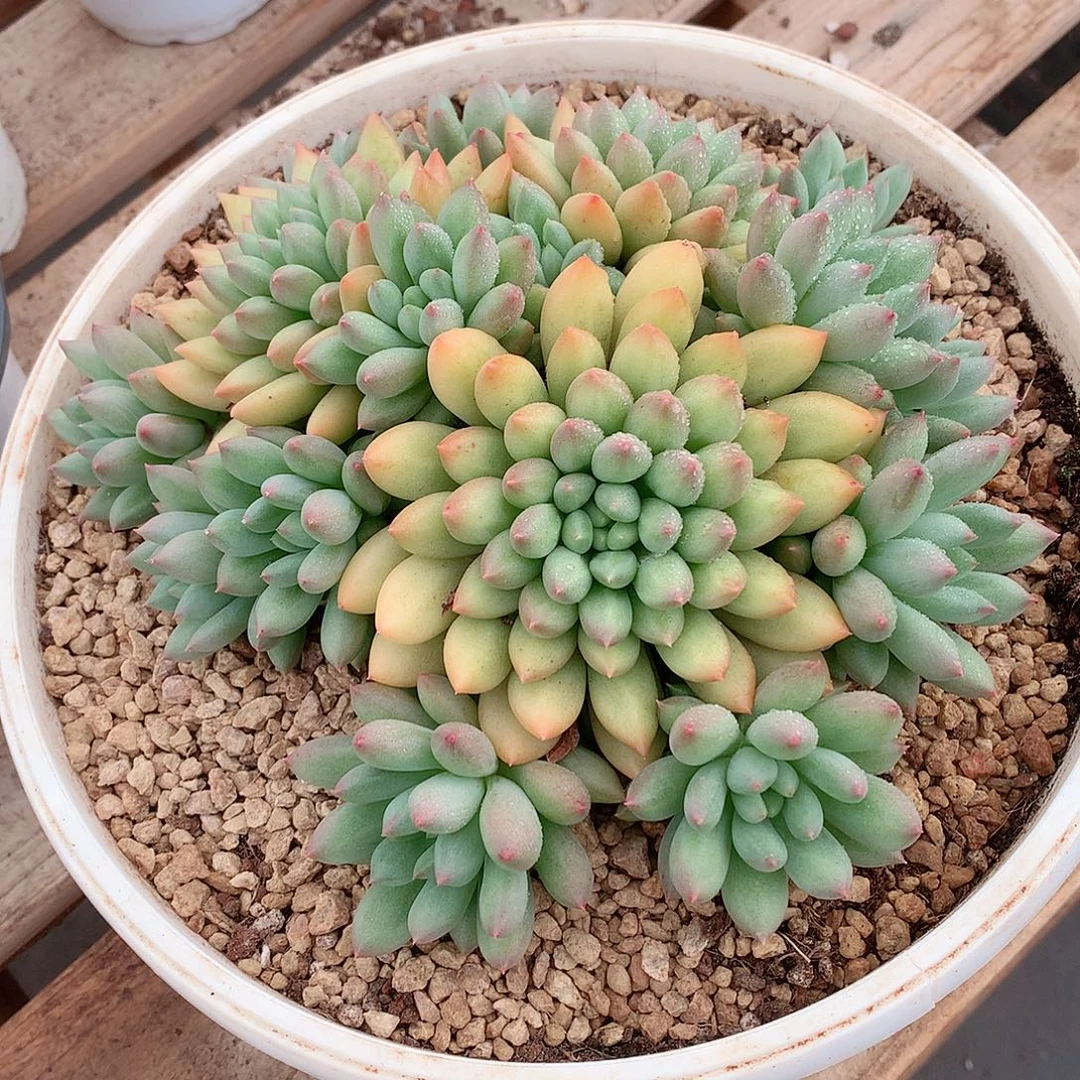 多肉植物多肉植物