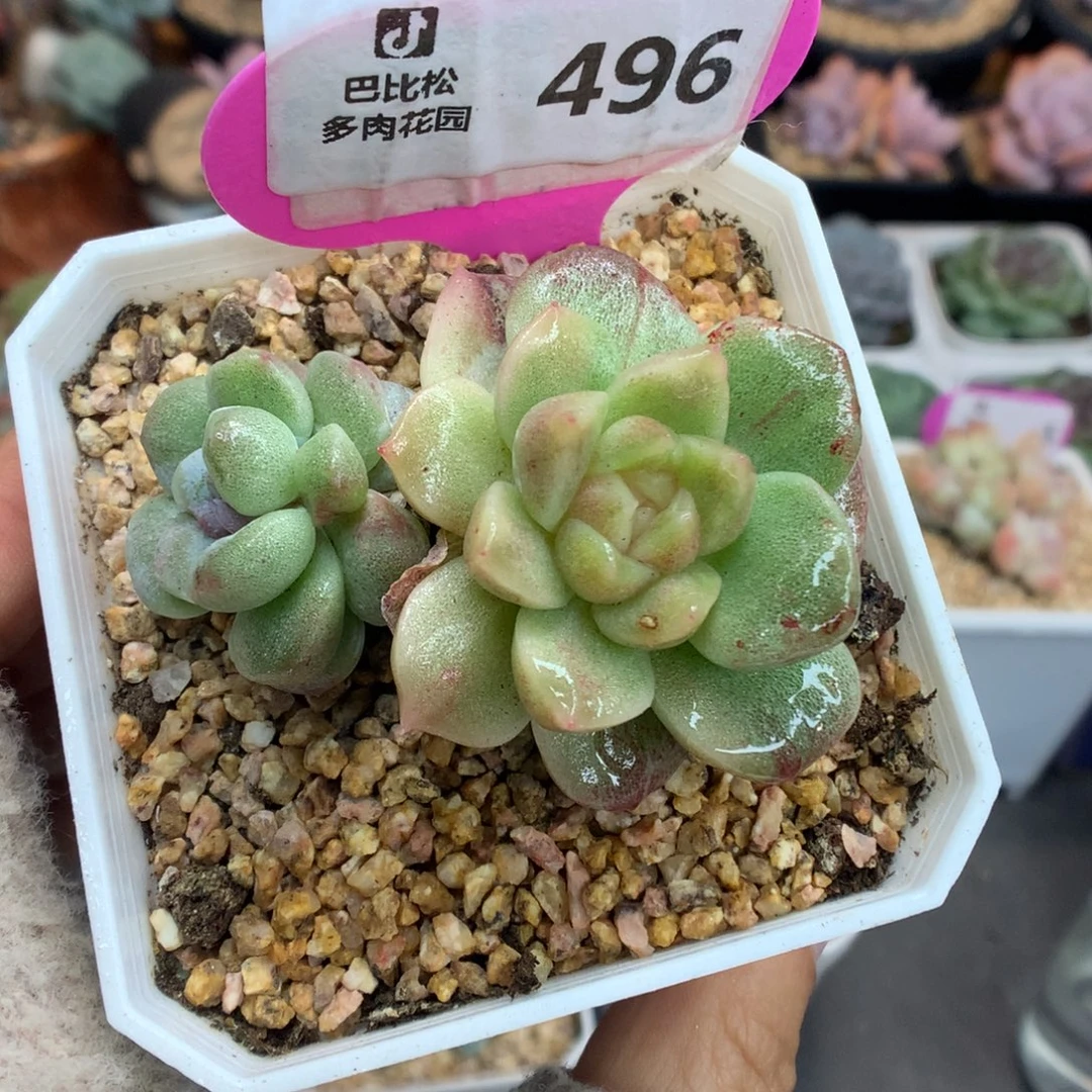 496冰玉石化双头异色