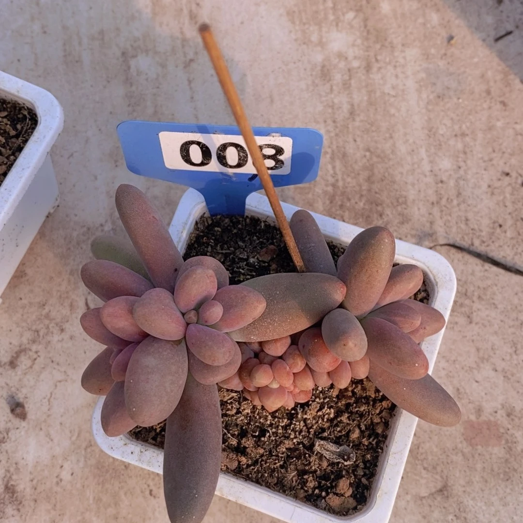 008多肉植物盆栽