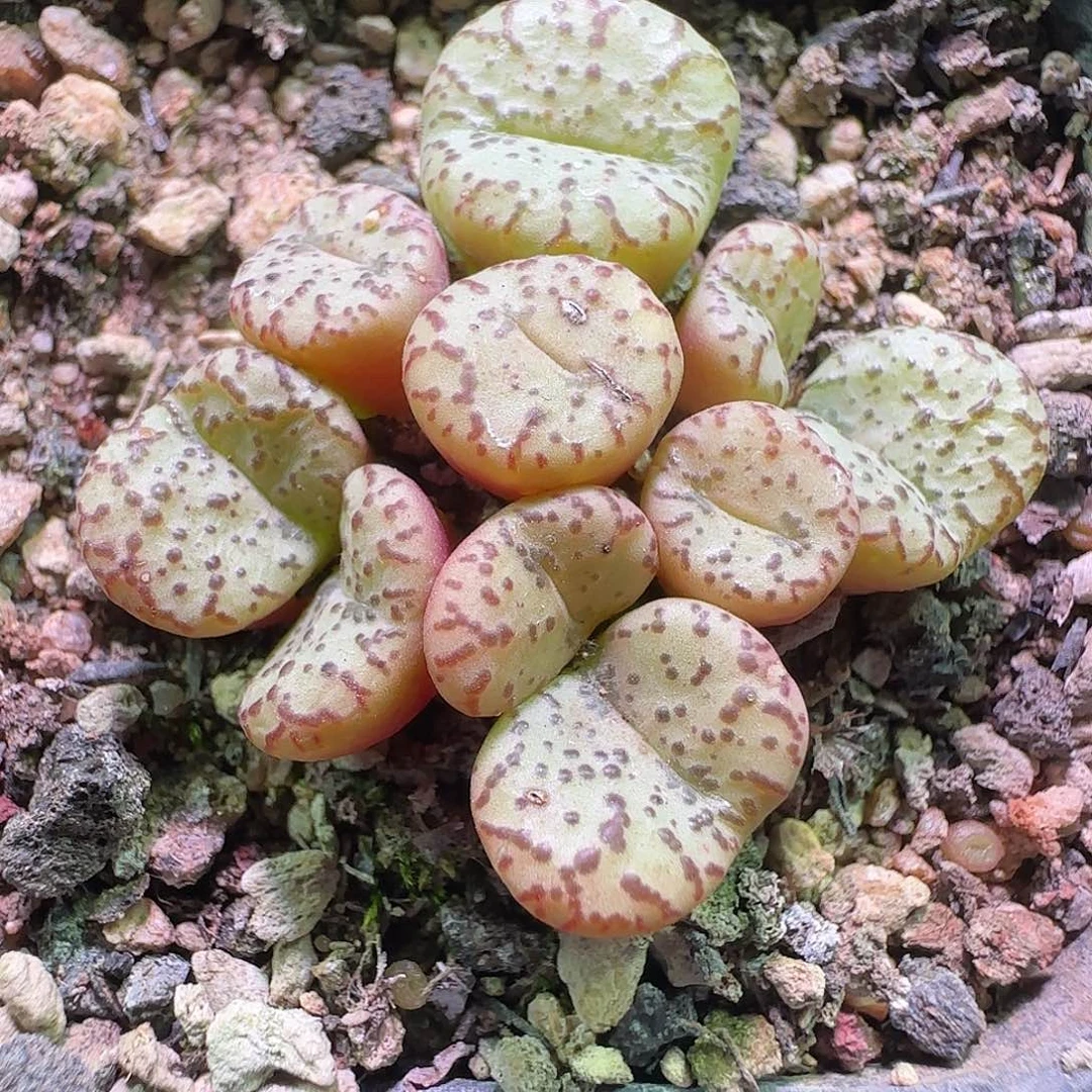 好看的安贞。       014