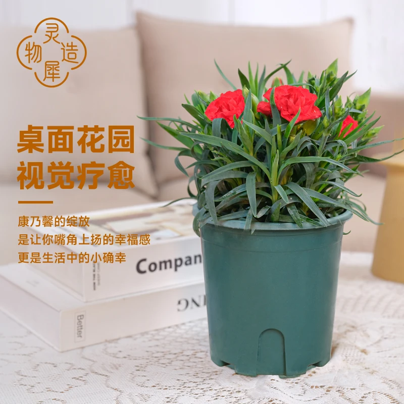 【灵犀物造】康乃馨室内桌面吸甲醛净化空气好养易活花卉绿植简约