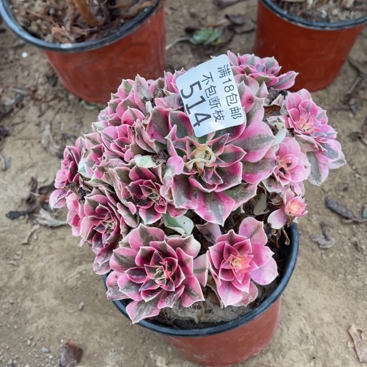 514粉女巫不太圆1