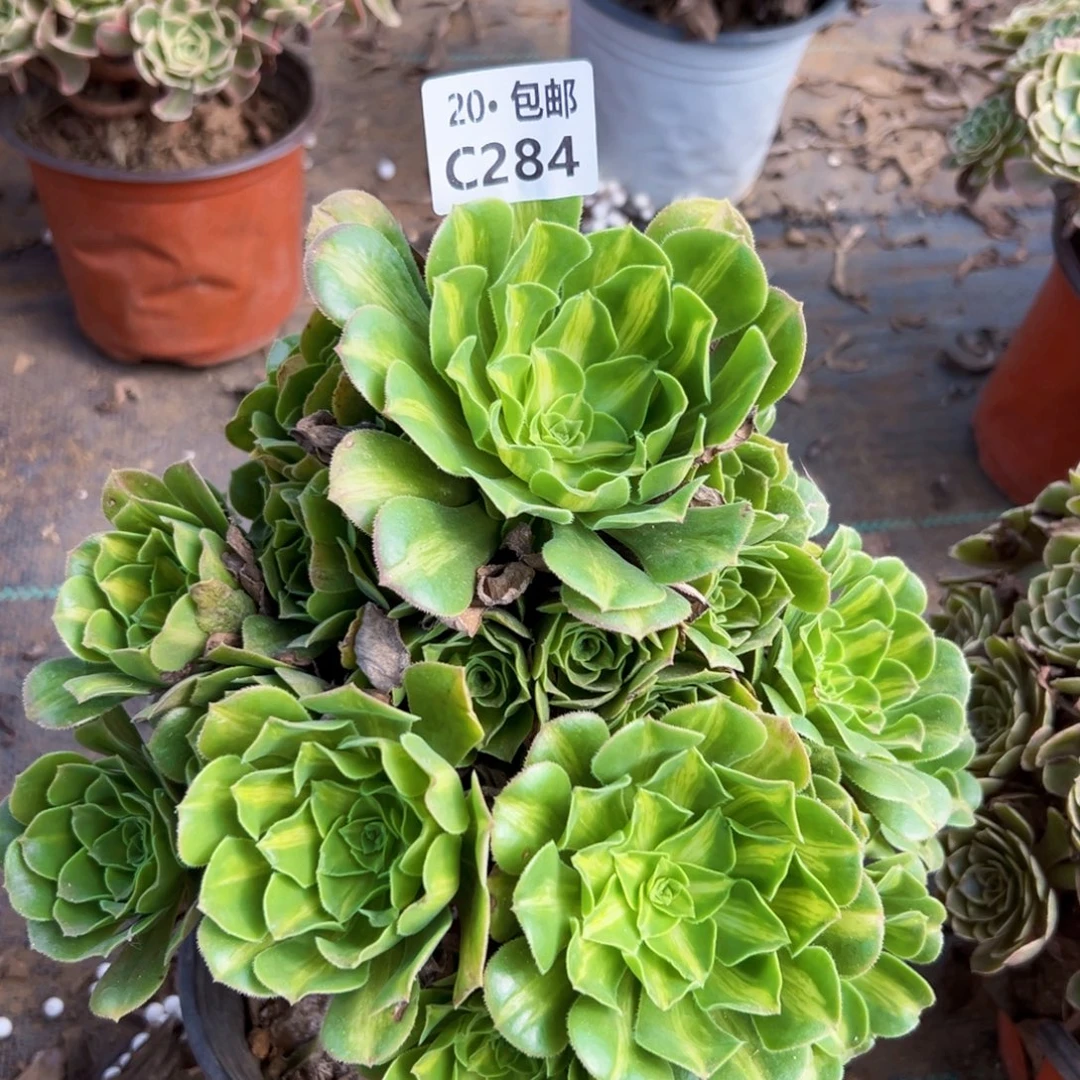 284翡翠琉璃，满20包邮