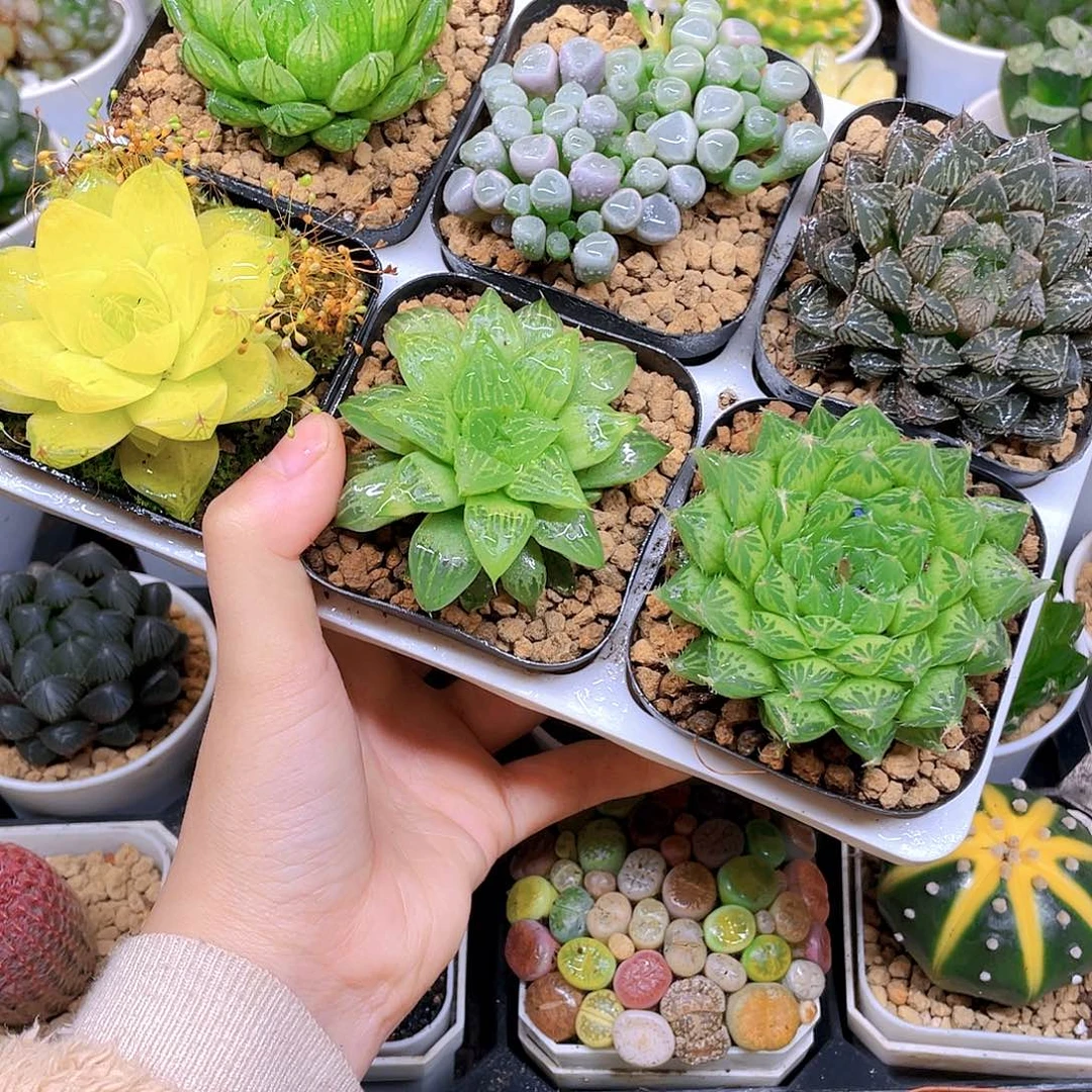 玉露六件套多肉，原盆