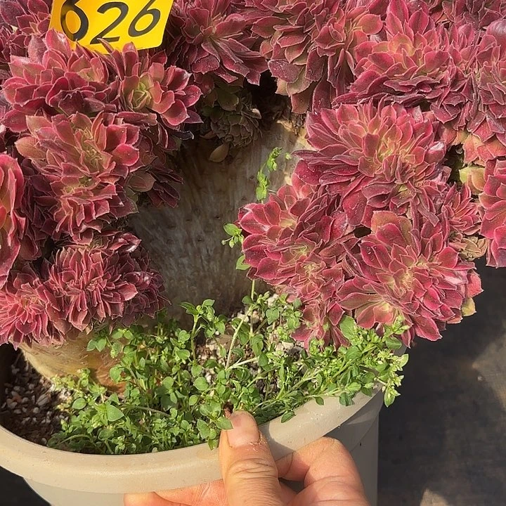 多肉植物福利626