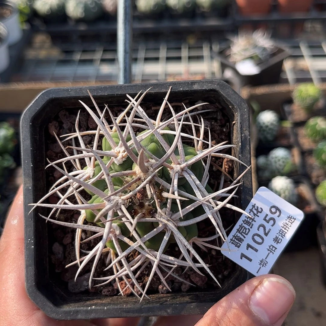 110259一物一拍单头发