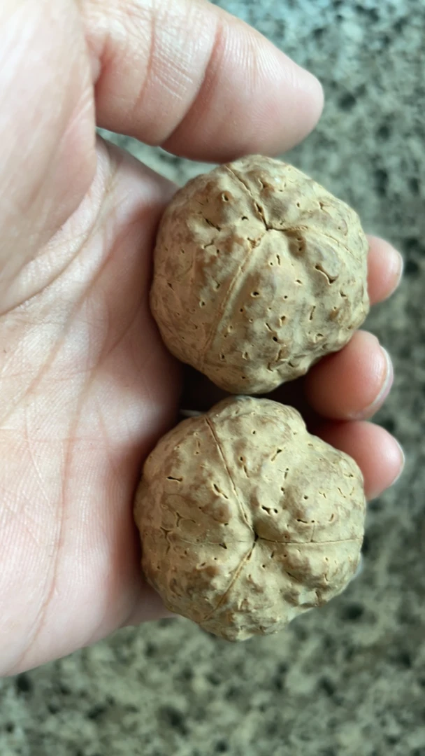 小钢炮三瓣金刚手捻