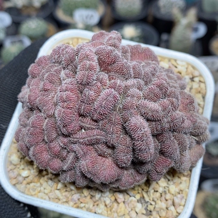 红檀缀化504号7cm