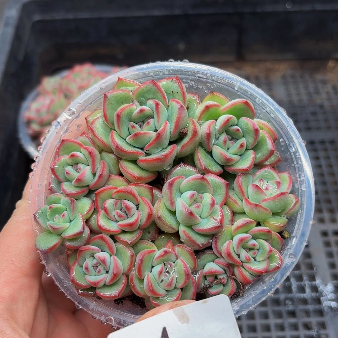岁****2多肉植物多肉植物84