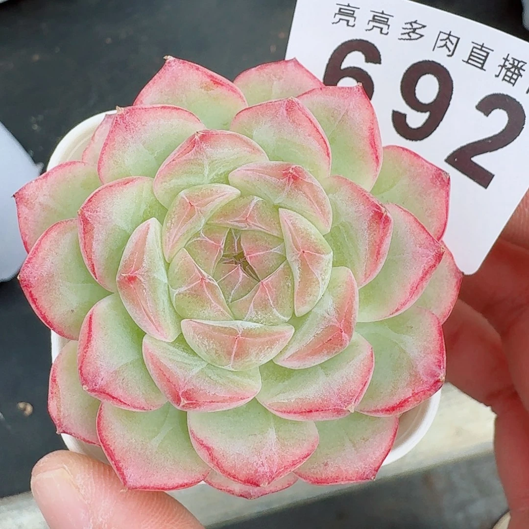 梦冉优选          开播福利