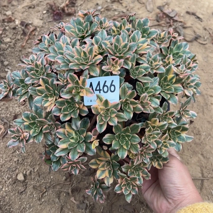 甜茶多肉植物466.