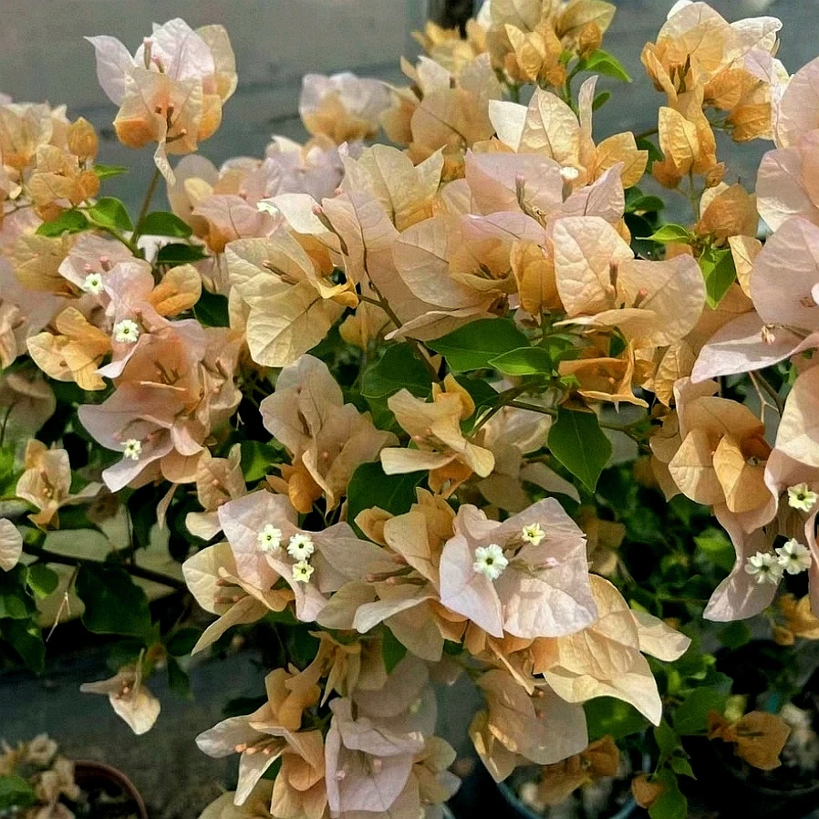 新品【嫡公主】奶黄奶白变色，勤花，丰花四季开，0.5加仑盆，阳台庭院