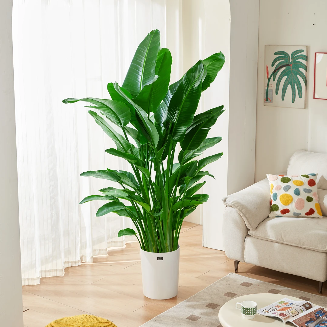 【俏花仙天堂鸟】室内客厅办公室绿植叶片自然开裂 介意慎拍