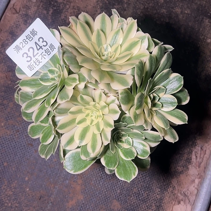 3243丛林迈巴赫多肉植物