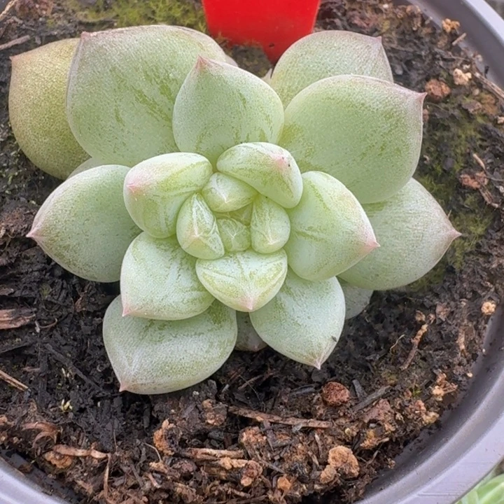 糖心451多肉植物