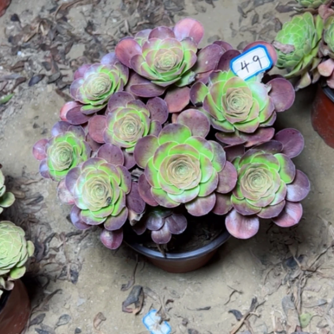 【闪购商品】魅金49