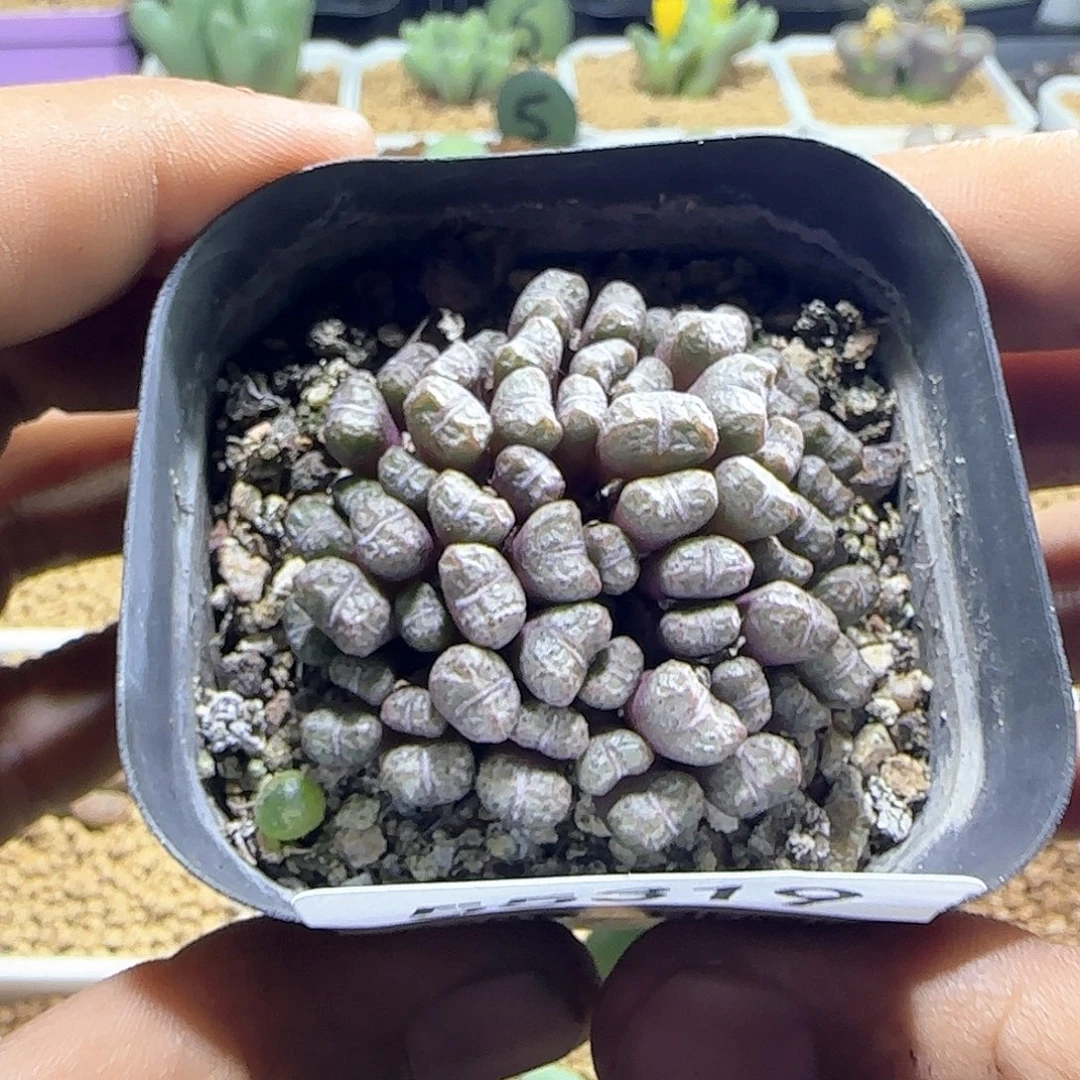 胡***图哈哈哈哈哈哈哈55319