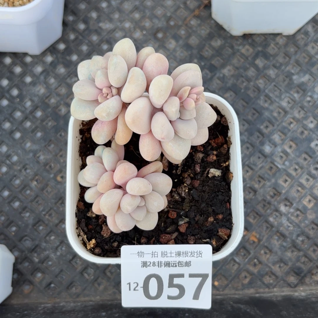 艾伦小群多肉多肉