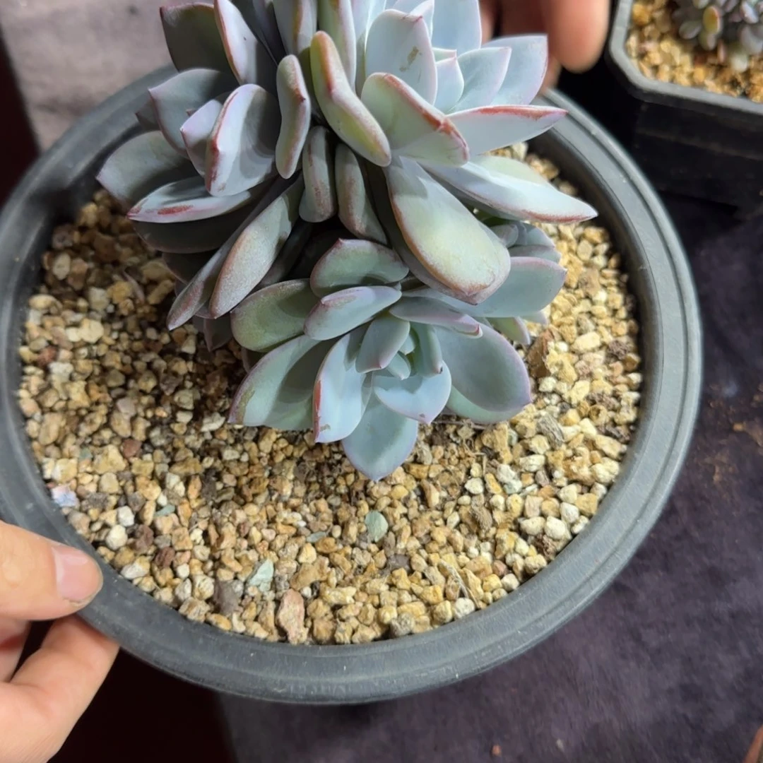 小****奶茶6头有砍一物一拍