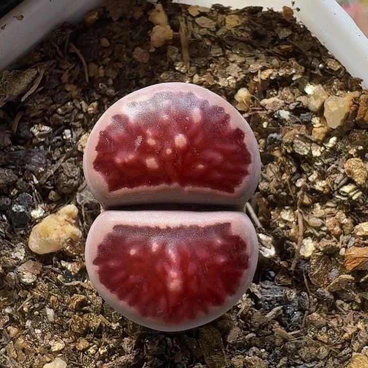 生石花111111。   330