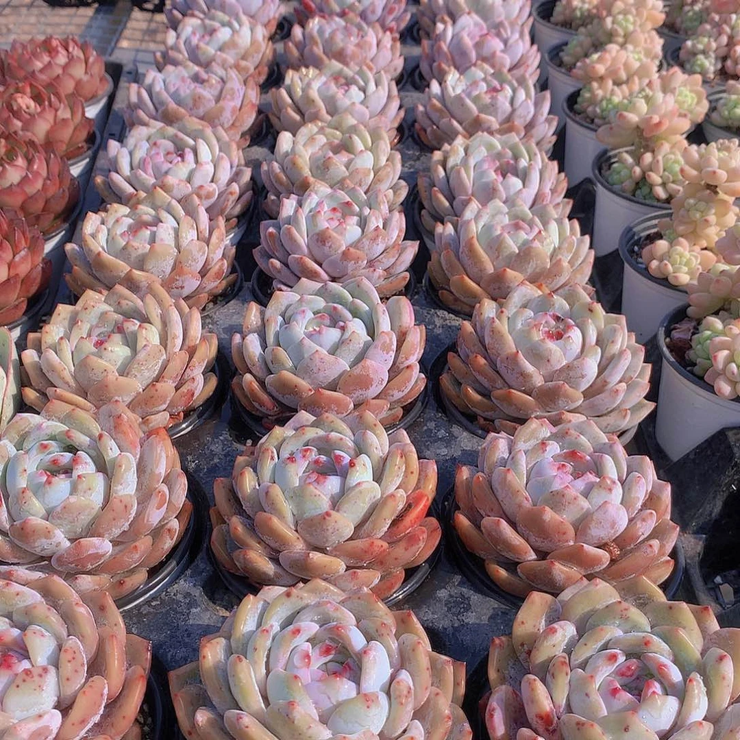 大天使橙234567889999