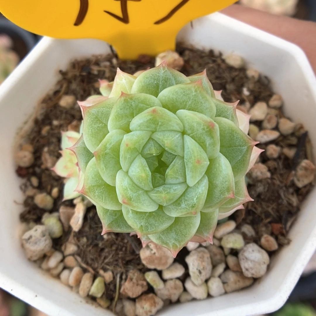 雪绒花可拍957号。