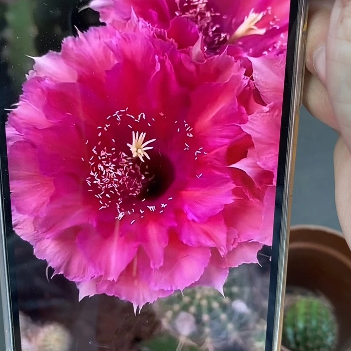 香香30号侧芽3公分左右