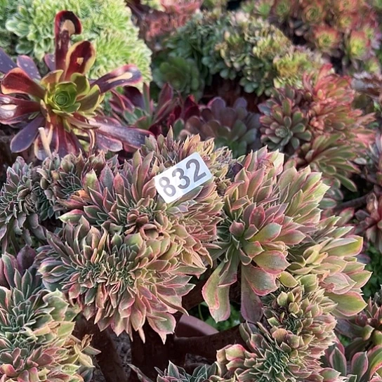 是***多肉植物一个女神832