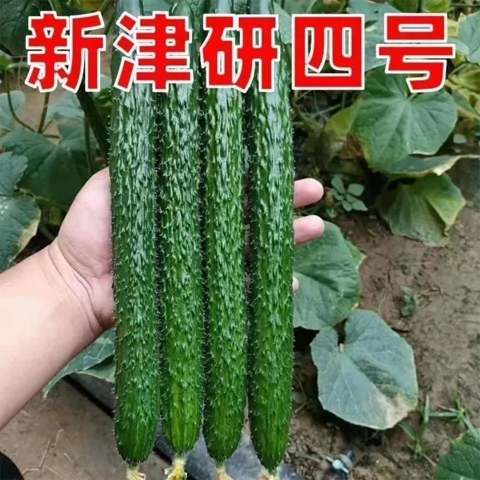 【早熟高产】津研四号黄瓜种子绿皮绿瓤甜脆嫩绿黄瓜节节有瓜