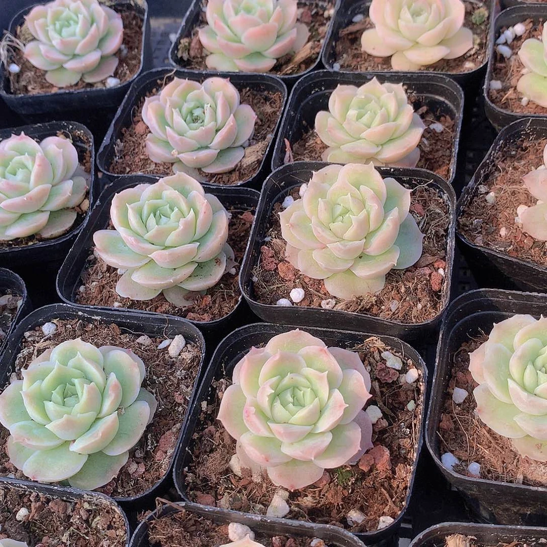 水晶虾饺335678999000