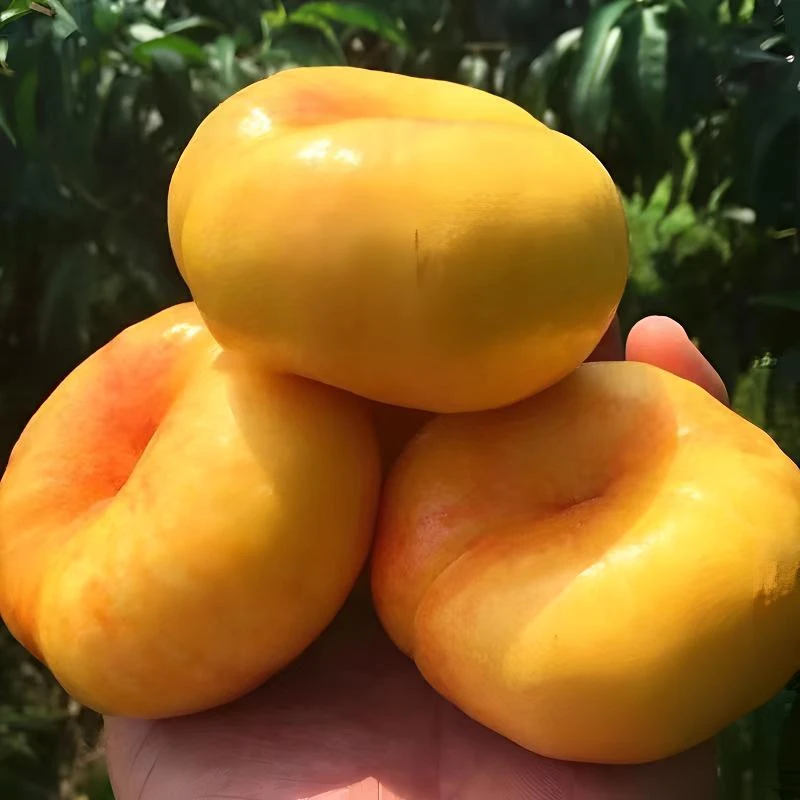 油蟠桃树果苗盆栽嫁接新品种果树苗黄金蟠桃树苗结果苗南北方种植