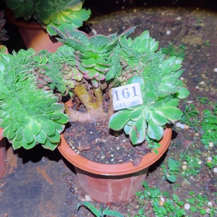 161海王缀化多肉植物28包邮