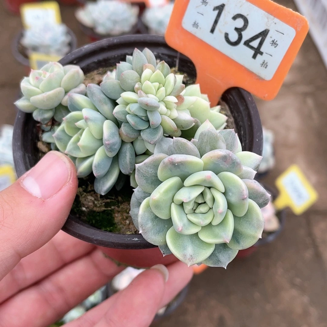 【闪购商品】134号