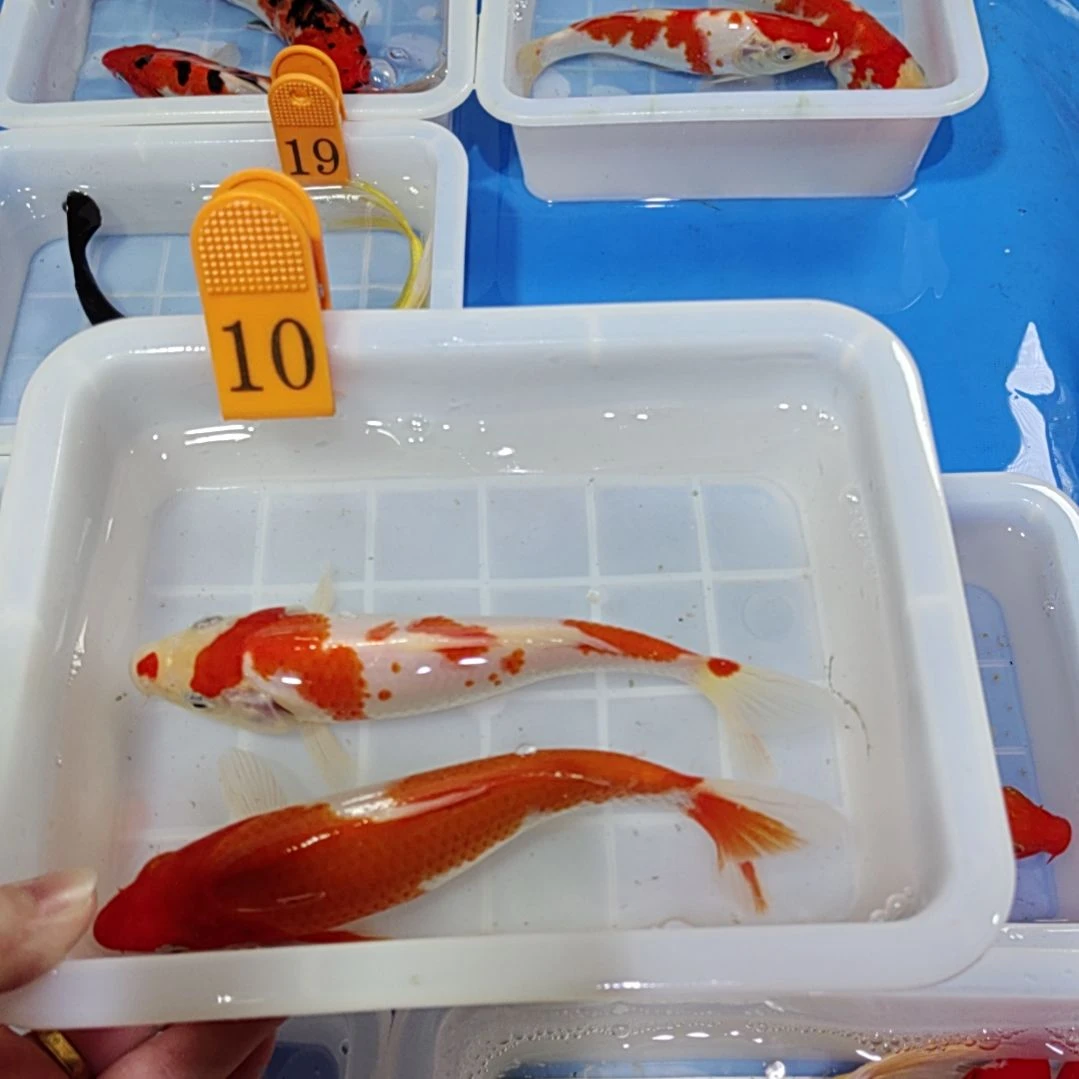 海水鱼红白三色锦鲤