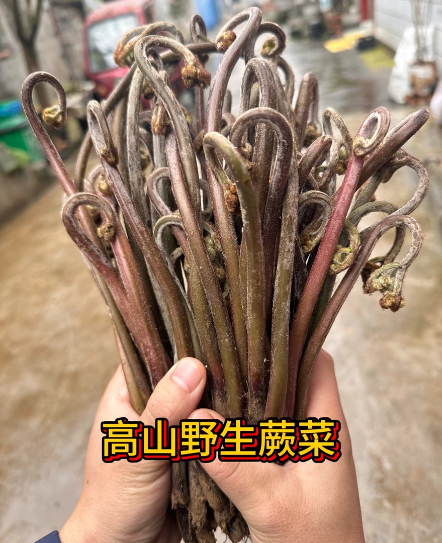 【农村洋溢精选】野生蕨菜，湖南麻阳含硒地区世界长寿之乡