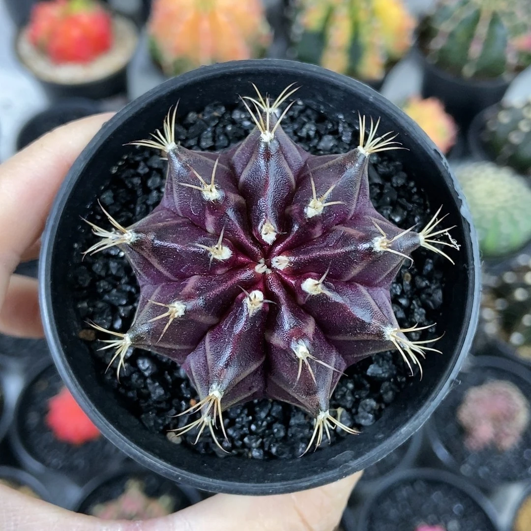 紫红仙人球米哈实生