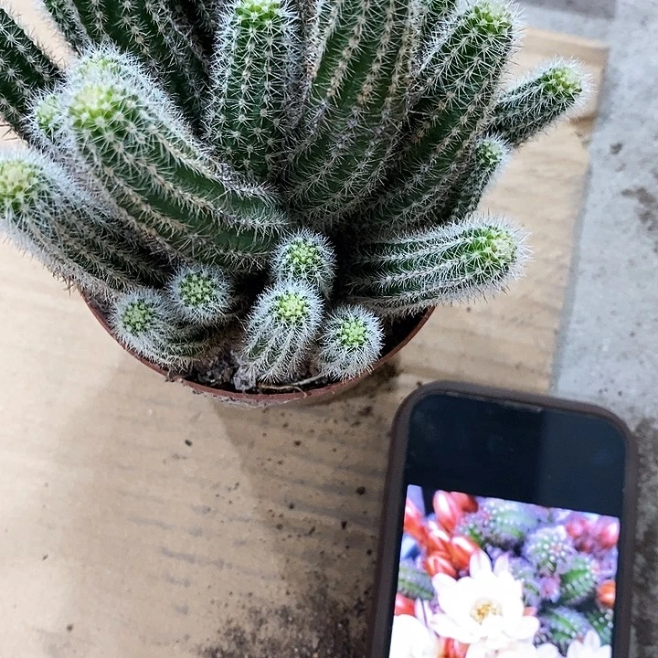 马尔文白糖，25889999