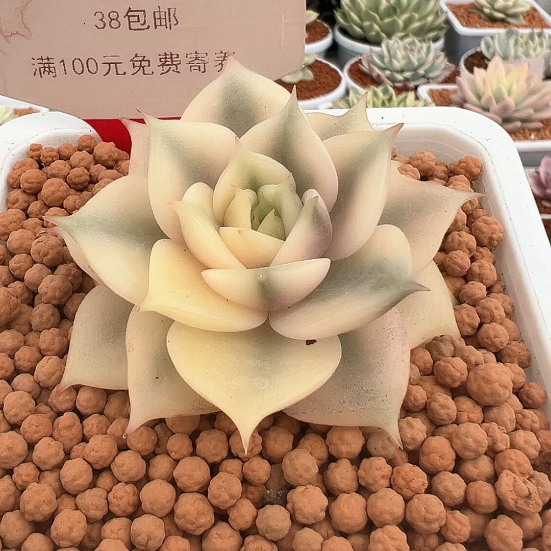 58号贝加尔湖锦多肉植物