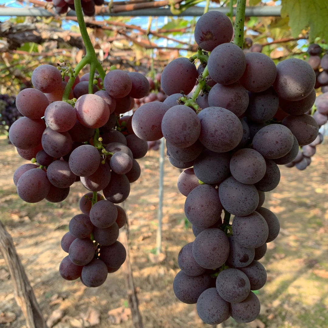 [酸甜]晚熟巨峰葡萄新鲜现摘有籽中小果净重3/4/5/斤顺丰包邮