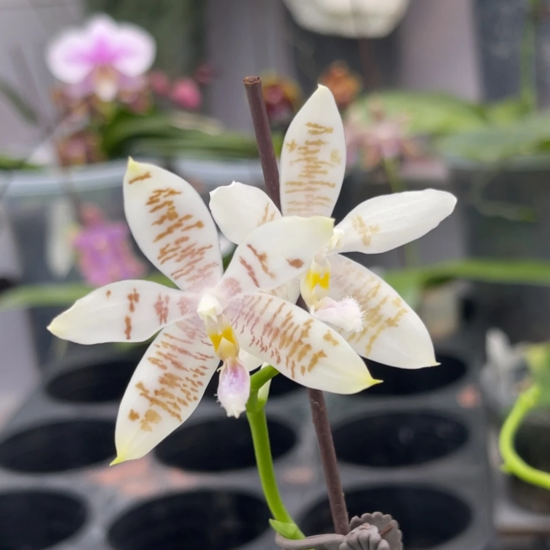 完全开放948 4寸五梗蓝麻雀 一物一拍