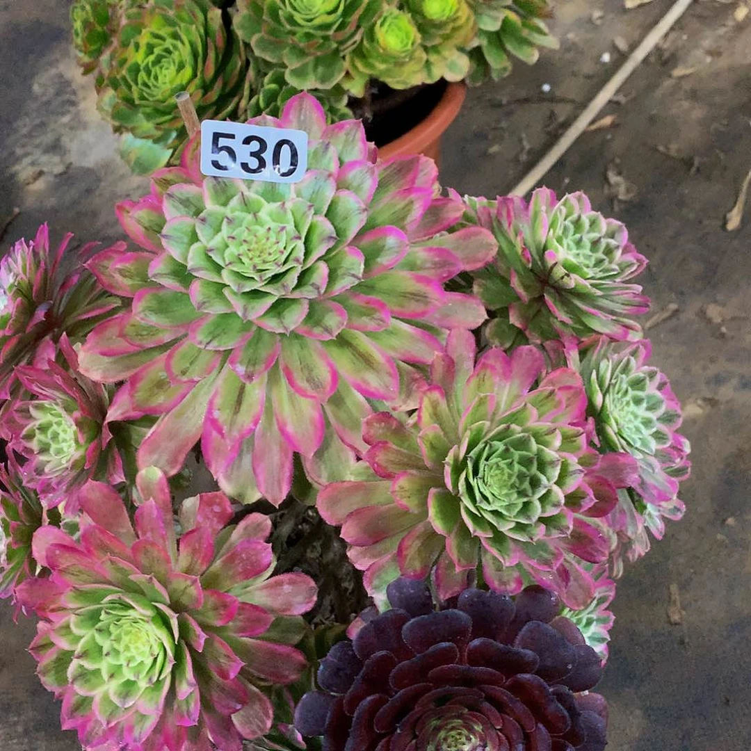 打****觉多肉糖衣炮弹530.00000